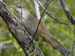 Image of Cuban Lizard-cuckoo