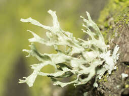 Image of ring lichen