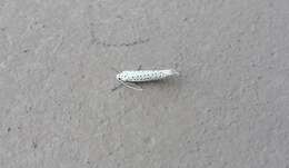 Image of Bird-cherry Ermine