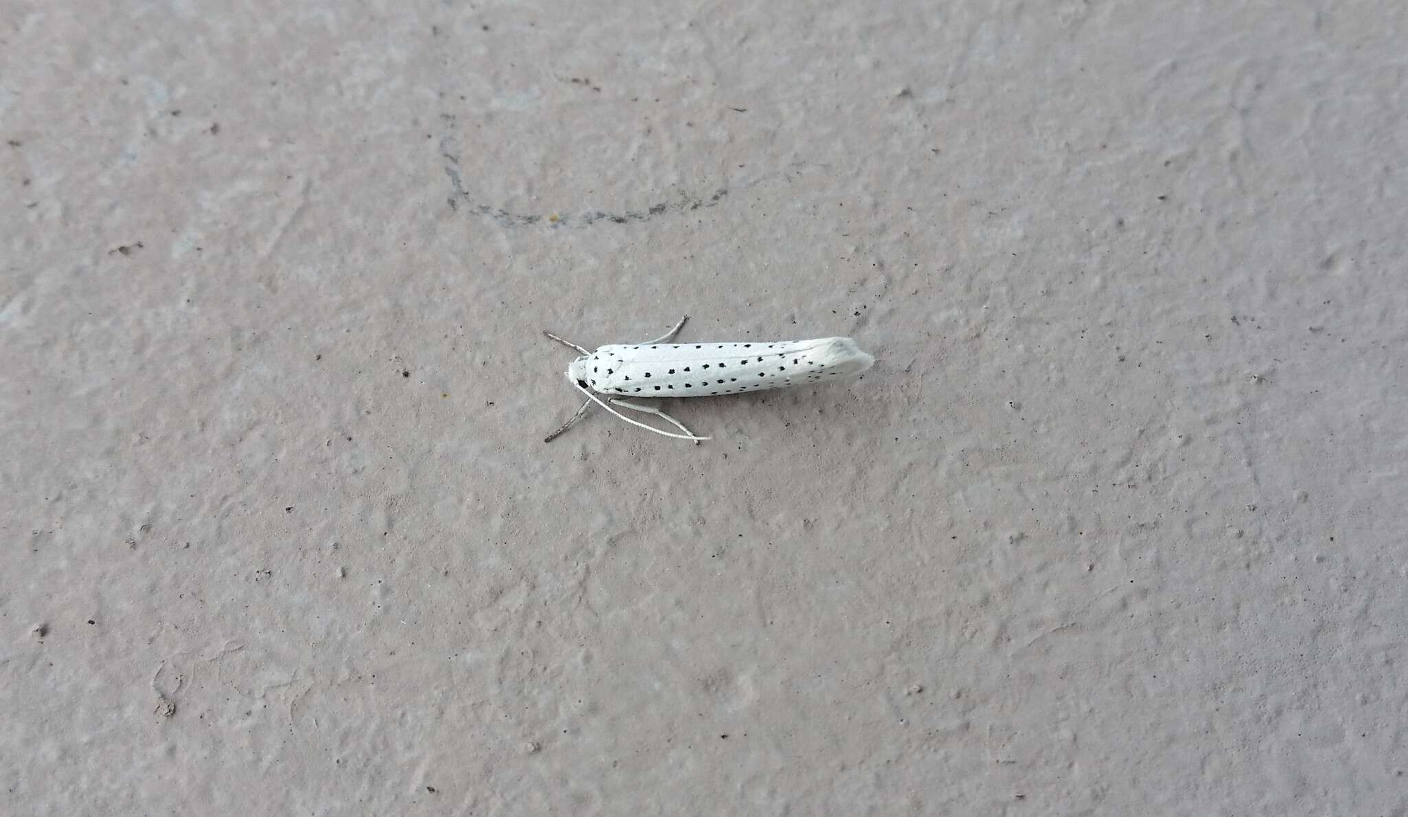 Image of Bird-cherry Ermine