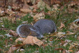 Image of Sciurus subgen. Sciurus Linnaeus 1758