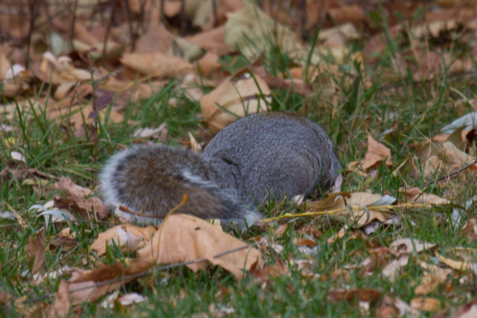 Image of Sciurus subgen. Sciurus Linnaeus 1758