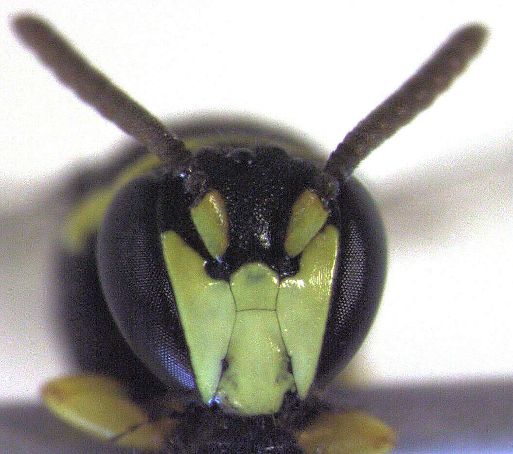 Plancia ëd Hylaeus euxanthus (Cockerell 1910)