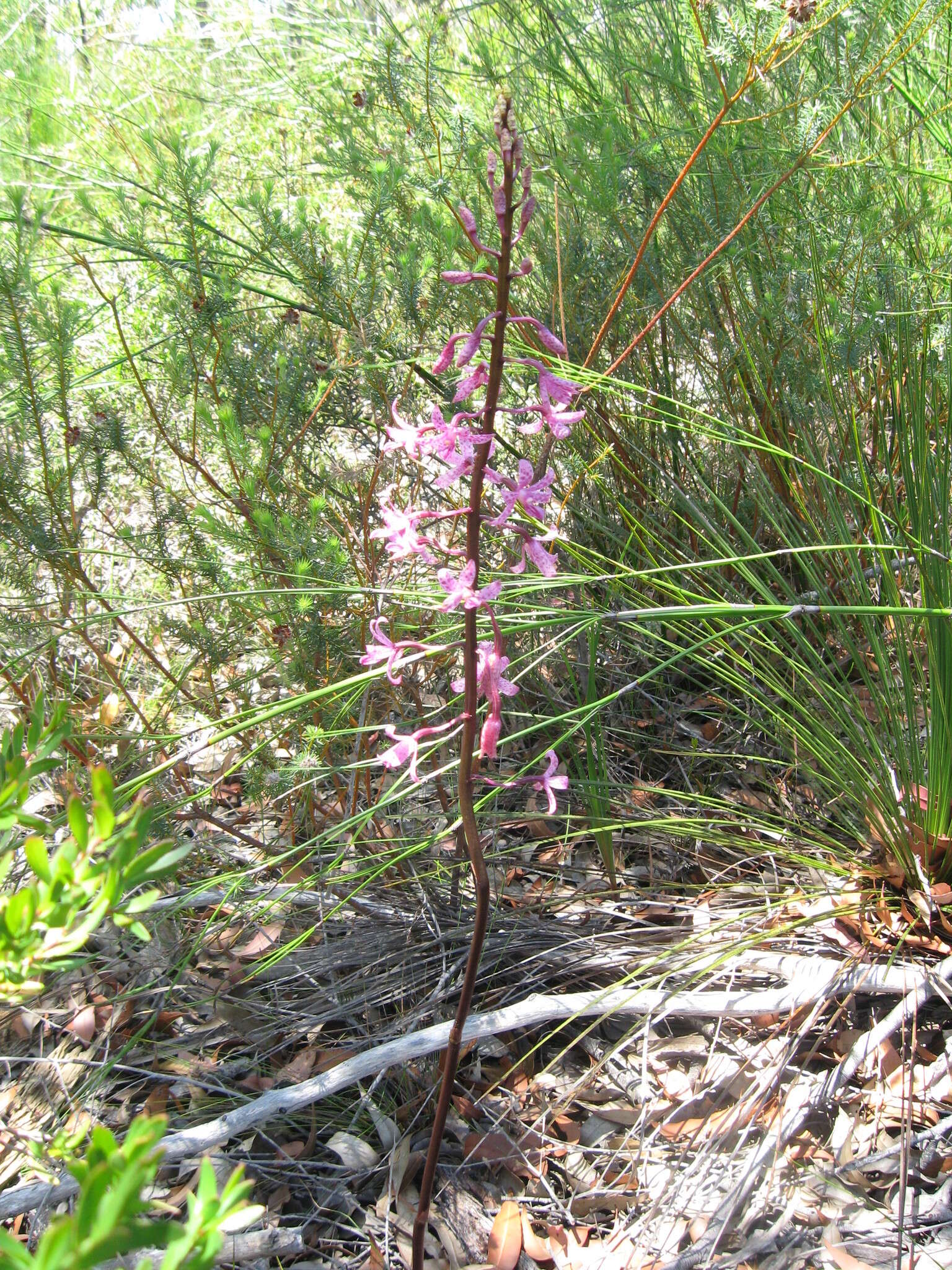 Image of Blotched hyacinth-orchid