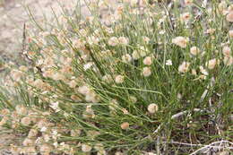 Image of Calligonum mongolicum Turcz.