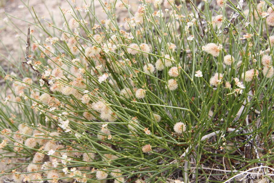 Image de Calligonum mongolicum Turcz.