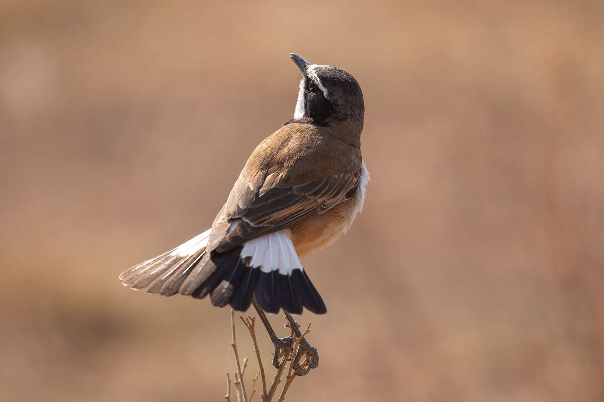 Image of Capped Wheatear