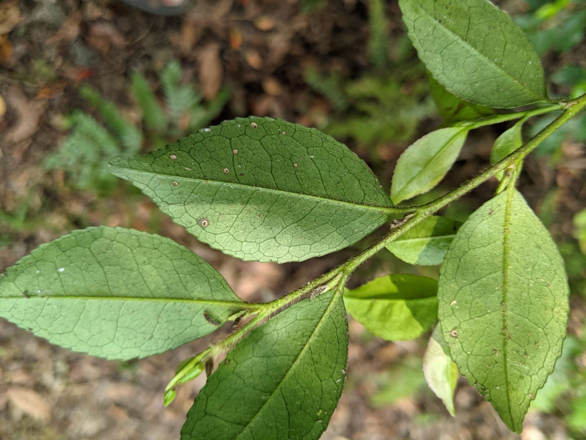 Image de Eurya leptophylla Hayata