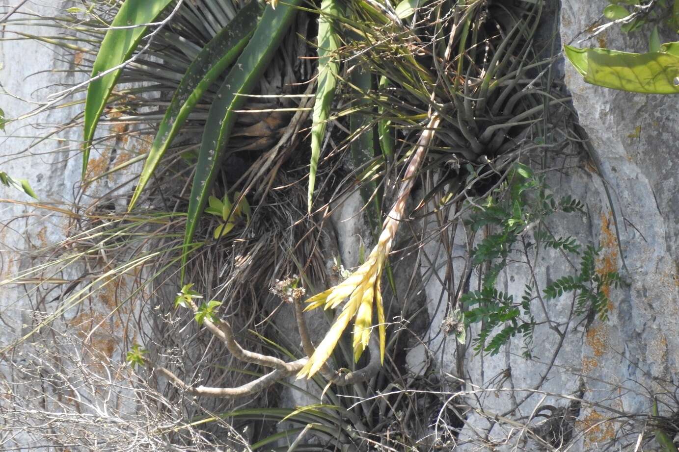 Image de Tillandsia fasciculata var. fasciculata