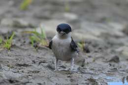 Image of Asian House Martin