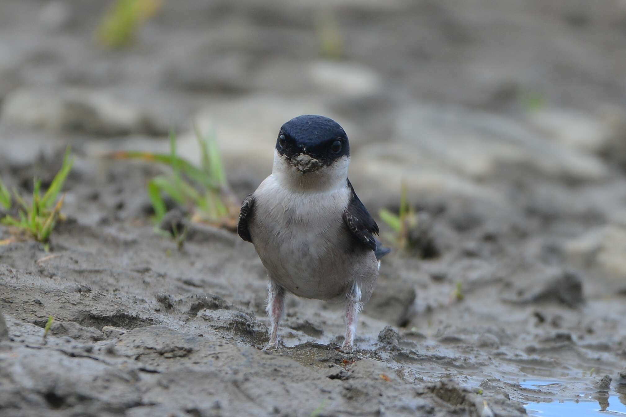 Image of Asian House Martin