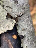 Image of Brown Oak Disc Cup