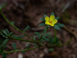 Image of Portulaca mucronata Hort. Vindob. ex Link