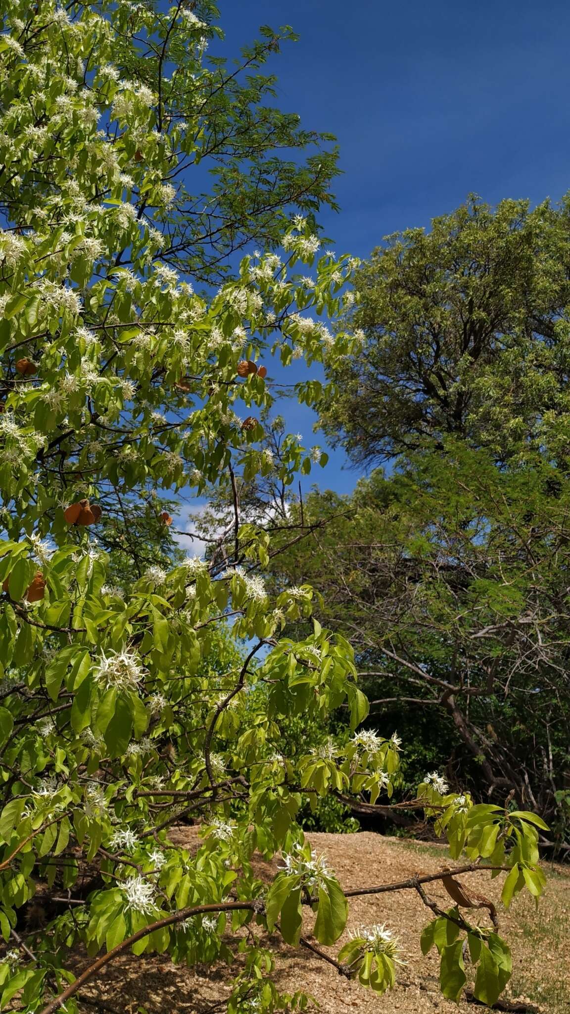 Imagem de Aspidosperma pyrifolium Mart.