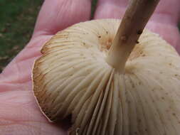 Image of Marasmius collinus (Scop.) Singer 1942