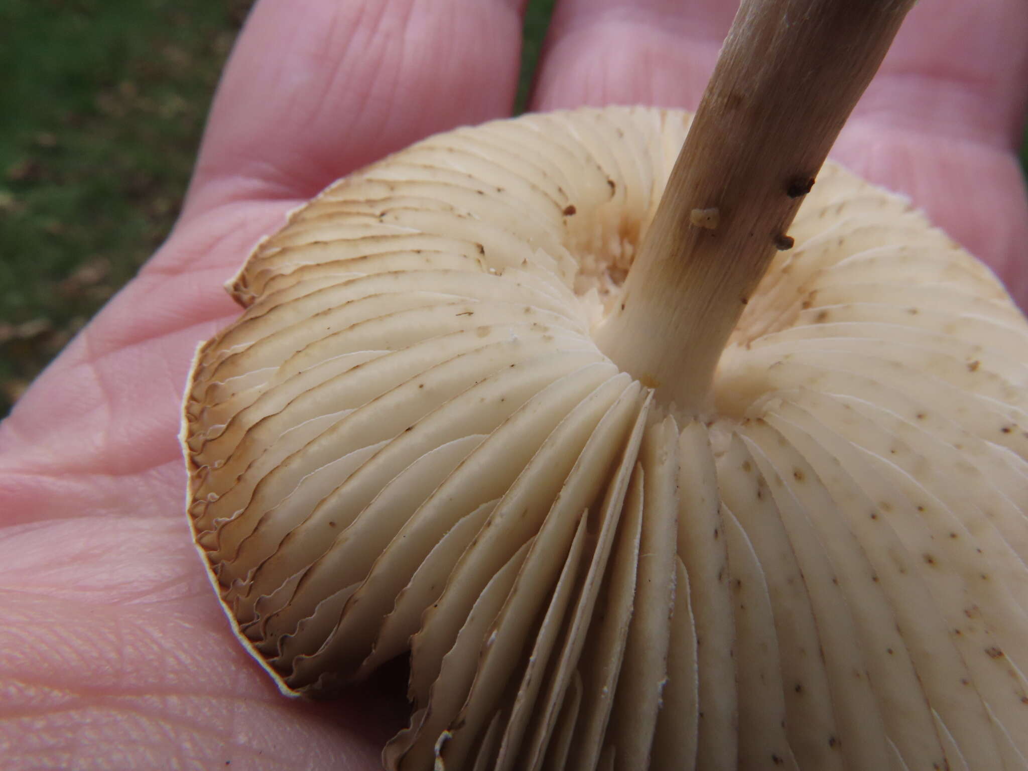 Plancia ëd Marasmius collinus (Scop.) Singer 1942