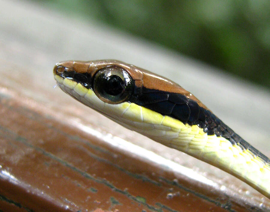 Image of Dendrelaphis striatus (Cohn 1905)