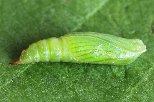 Image of bilberry emerald