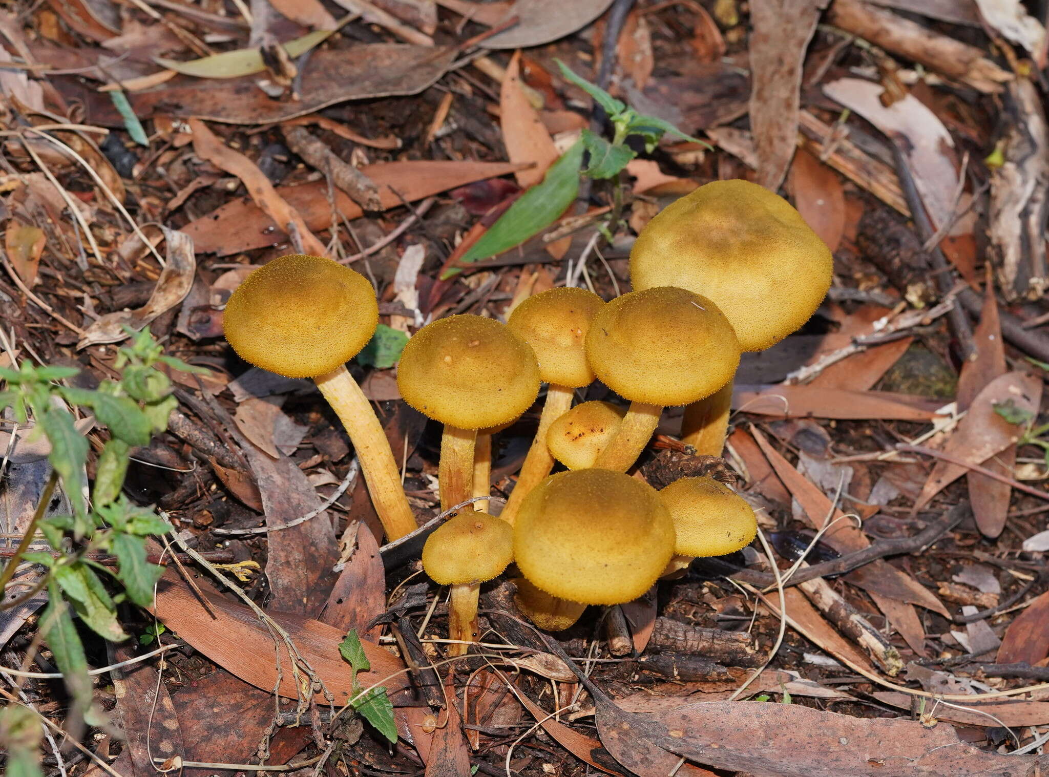 صورة Armillaria luteobubalina Watling & Kile 1978