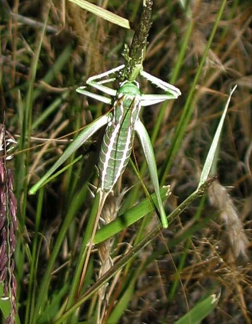 Image of Two-lined Shieldback