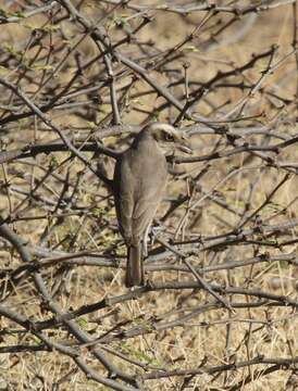 Image of Tephrodornis Swainson 1832