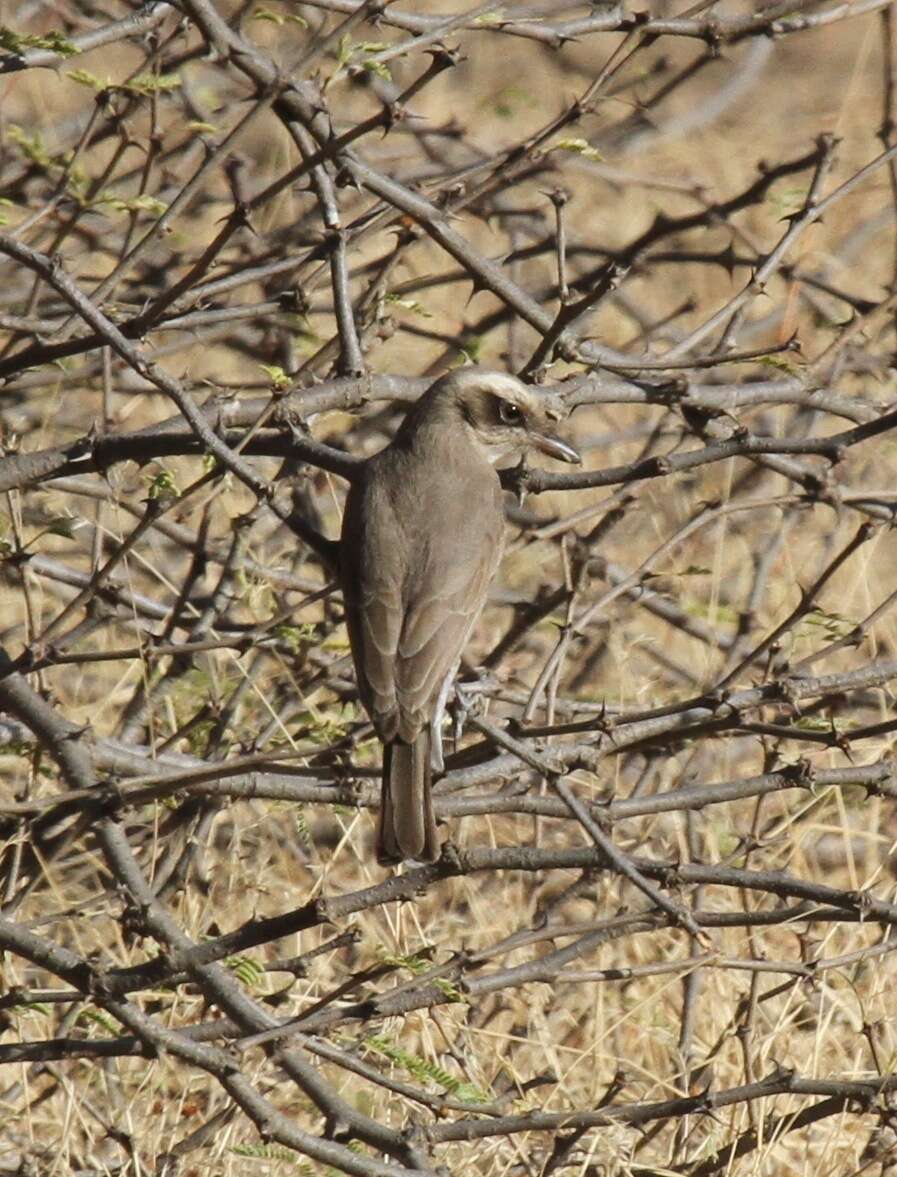 Image de Tephrodornis Swainson 1832