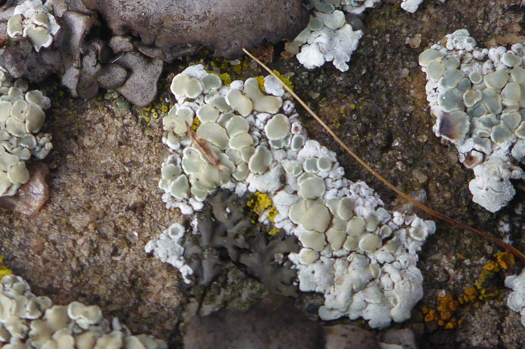 Image of rim lichen