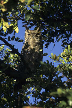 Image of Greyish Eagle-Owl