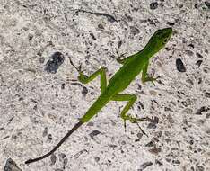 Image of Boulenger's Green Anole