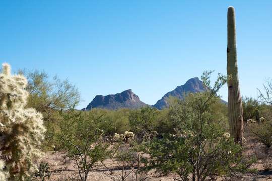 Image of saguaro