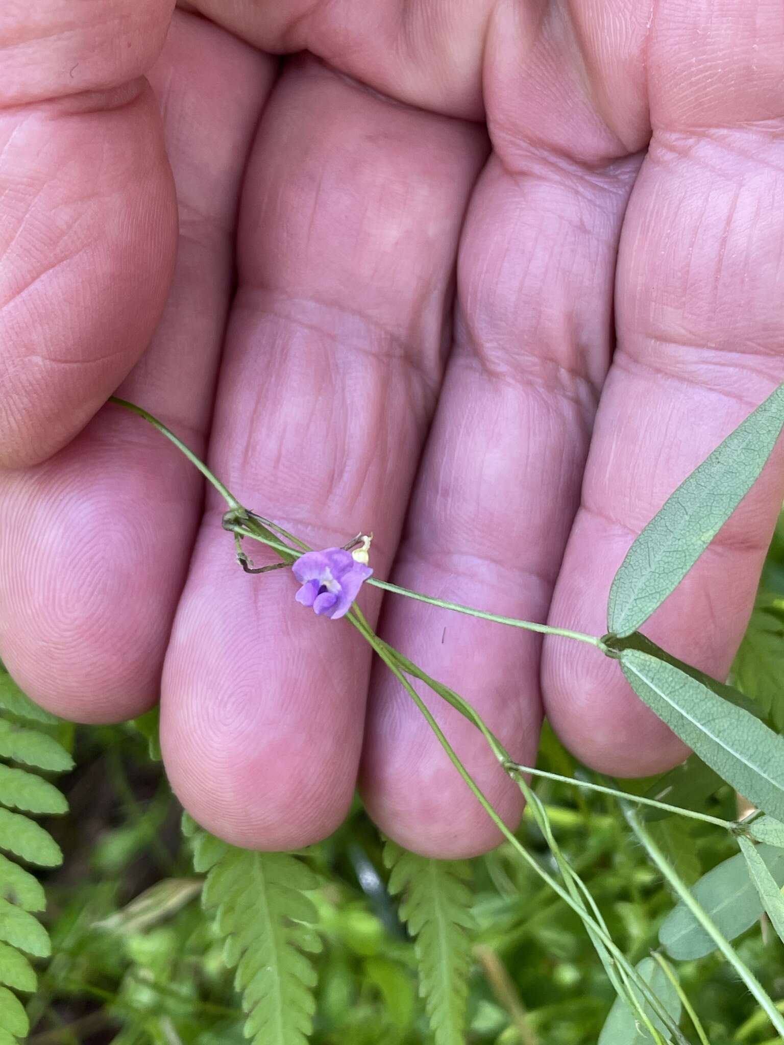 Imagem de Glycine microphylla Tindale