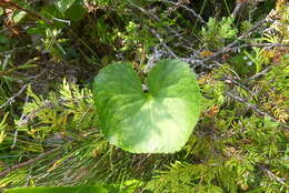 Image of Deer-Cabbage