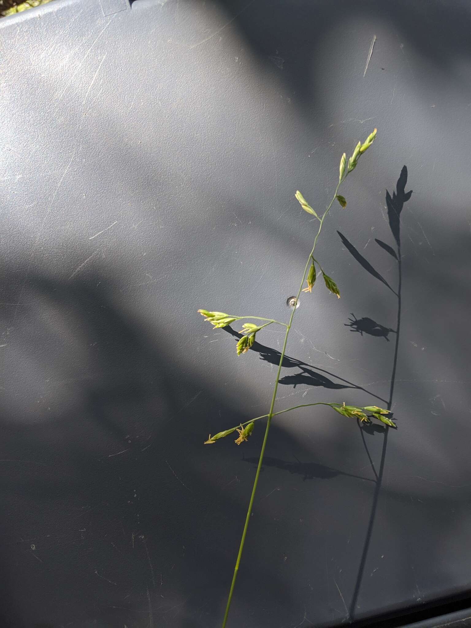 Image of Guadalupe fescue