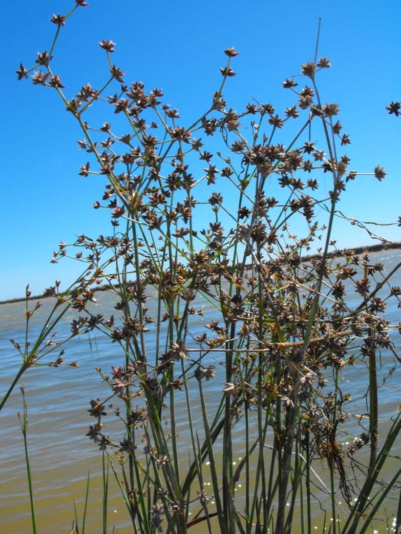 Image of Juncus exsertus Buch.