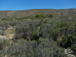 Image of Cape Penduline Tit