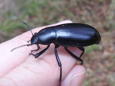 Imagem de Eleodes (Xysta) longicollis Le Conte 1851