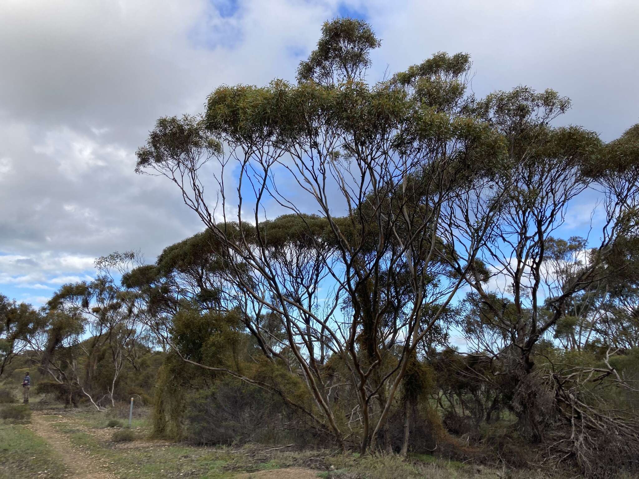 Image of Eucalyptus calycogona subsp. calycogona