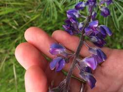 Imagem de Lupinus arbustus Lindl.