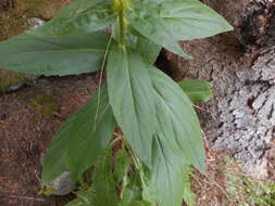 Image de Digitalis lutea subsp. lutea