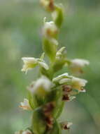 Image of Pseudorchis albida subsp. albida