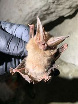 Image of Corynorhinus townsendii virginianus Handley 1955