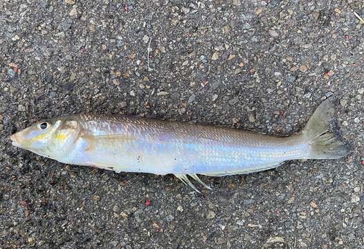 Image of Stout whiting