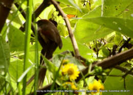 Image of Silvery-throated Spinetail