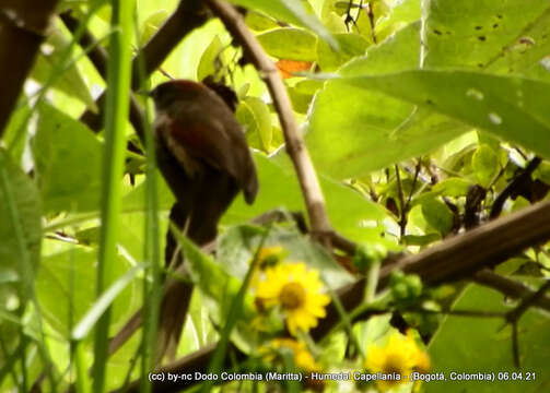 Image of Silvery-throated Spinetail