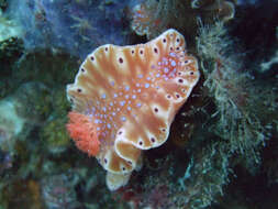 Imagem de Ceratosoma brevicaudatum Abraham 1876