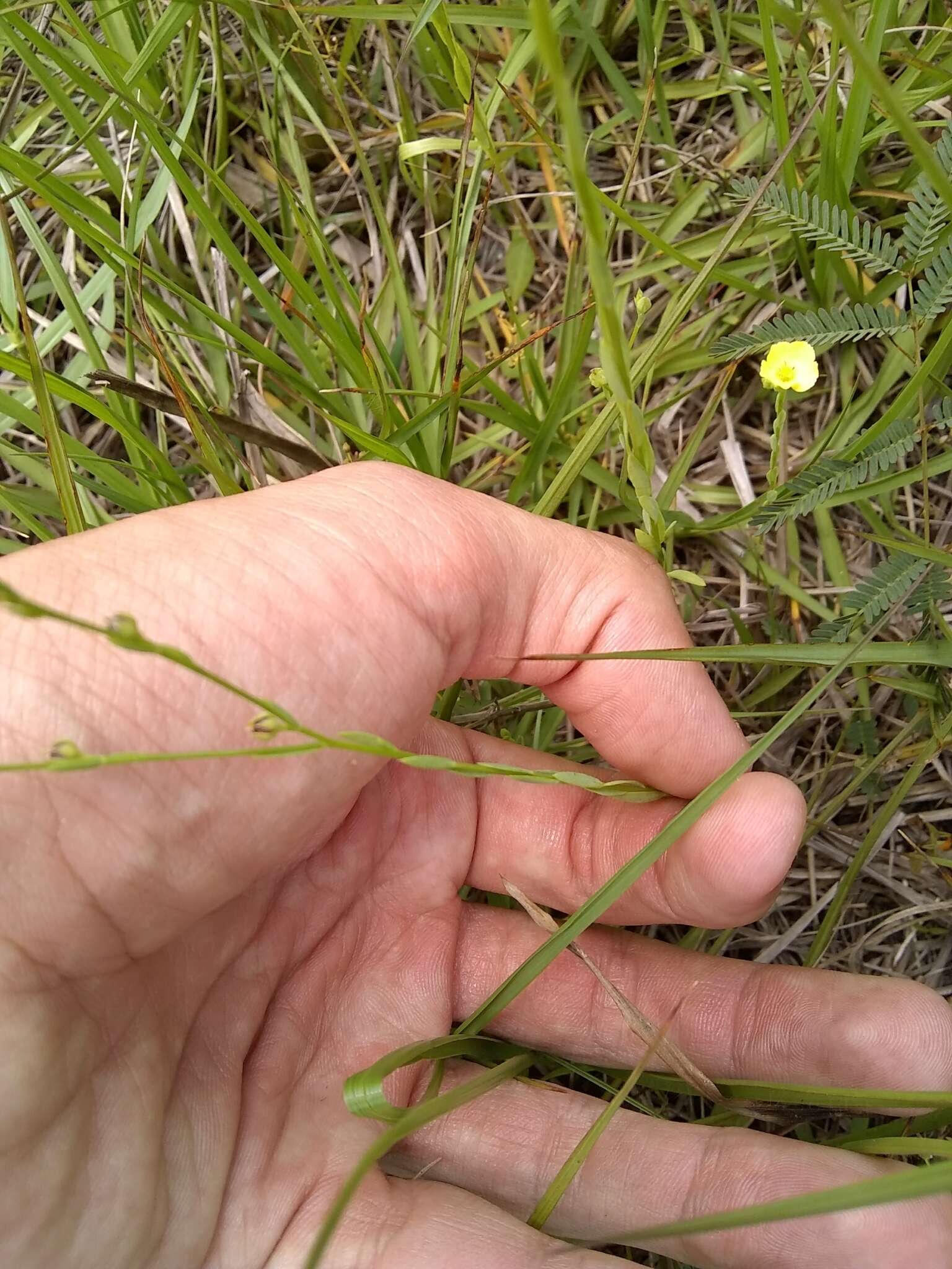 Image of Linum floridanum var. floridanum