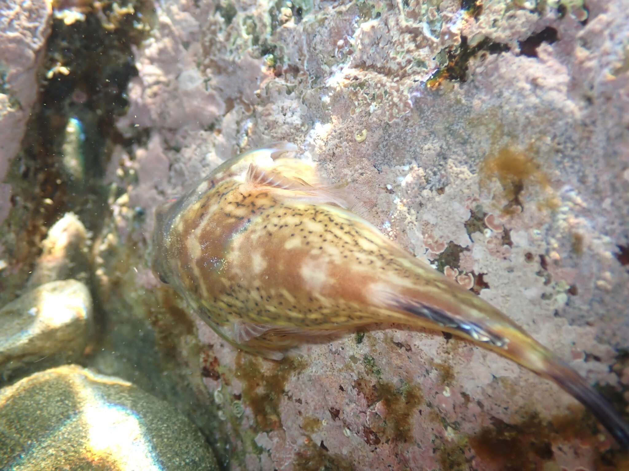 Image of Orange clingfish