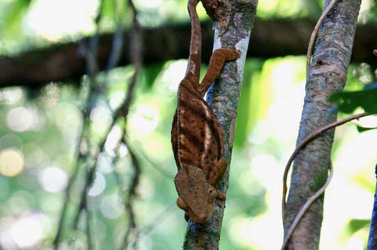 Image of Calumma ambreense (Ramanantsoa 1974)