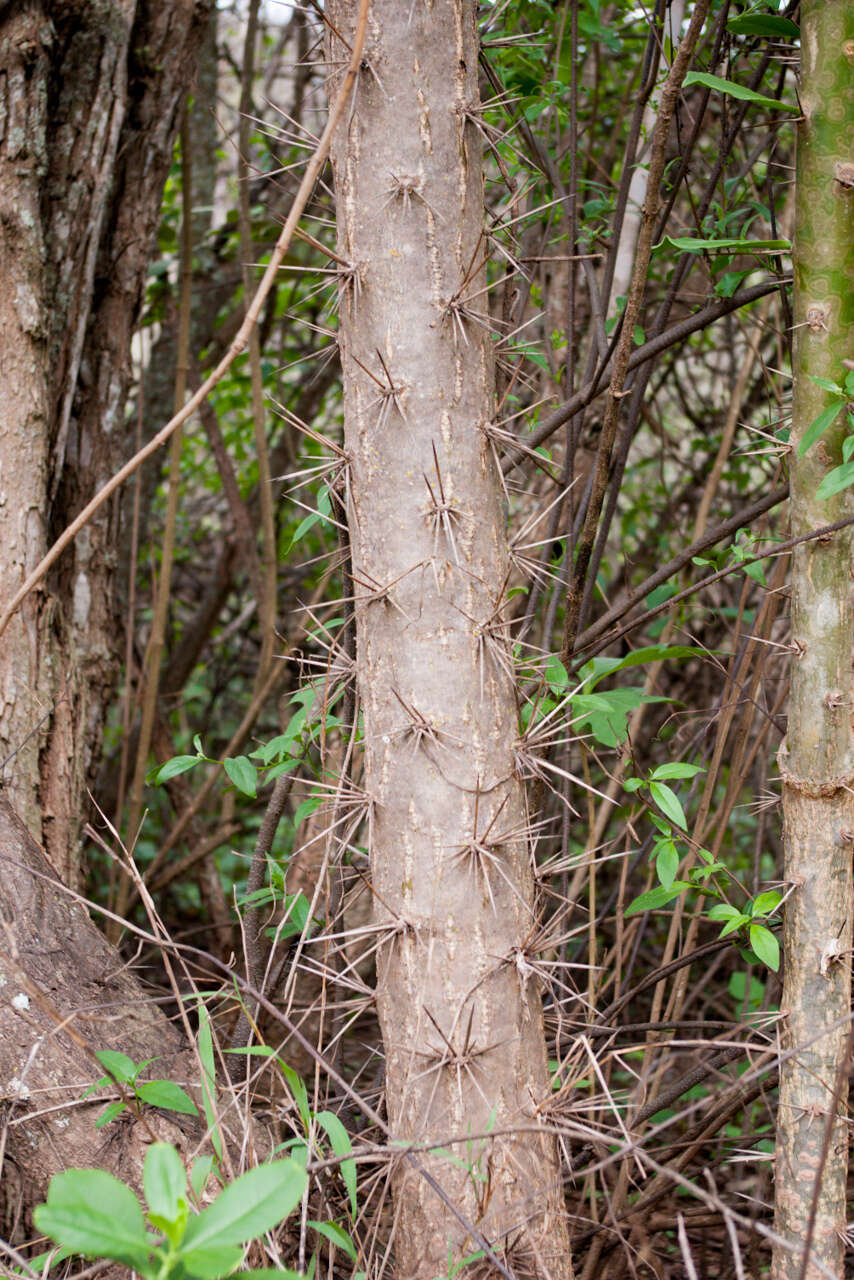 Imagem de Pereskia sacharosa Griseb.