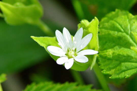 Image of Stellaria bungeana Fenzl